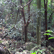 Forest at the Cuc Phuong National Park in Ninh Binh