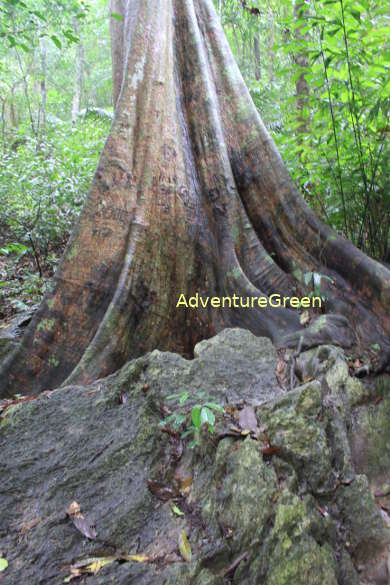 Forest on limestone mountains which is typical of the Cuc Phuong National Park. Trees commonly found include Eastern Indian Almond, dipteracarpacea..
