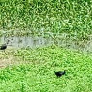 Black-backed Swamphen at Cat Tien National Park Black-backed Swamphen at Cat Tien National Park