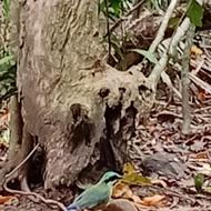 Top Birding Spots in Vietnam Top Birding Spots in Vietnam