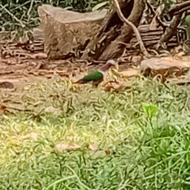 Wildlife Tour at the Cat Tien National Park Vietnam Wildlife Tour at the Cat Tien National Park Vietnam