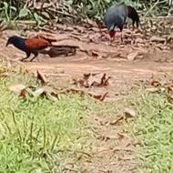 Wildlife Tour at the Cat Tien National Park Vietnam Wildlife Tour at the Cat Tien National Park Vietnam