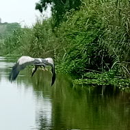 Bird Watching at Van Long Nature Reserve in Vietnam Bird Watching at Van Long Nature Reserve in Vietnam