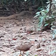 Flora and Fauna Tour of Cuc Phuong National Park Vietnam Flora and Fauna Tour of Cuc Phuong National Park Vietnam