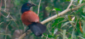 Wildlife Birdwatching Vietnam Wildlife Birdwatching Vietnam