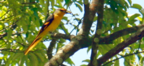 Birding Tours Vietnam Birding Tours Vietnam