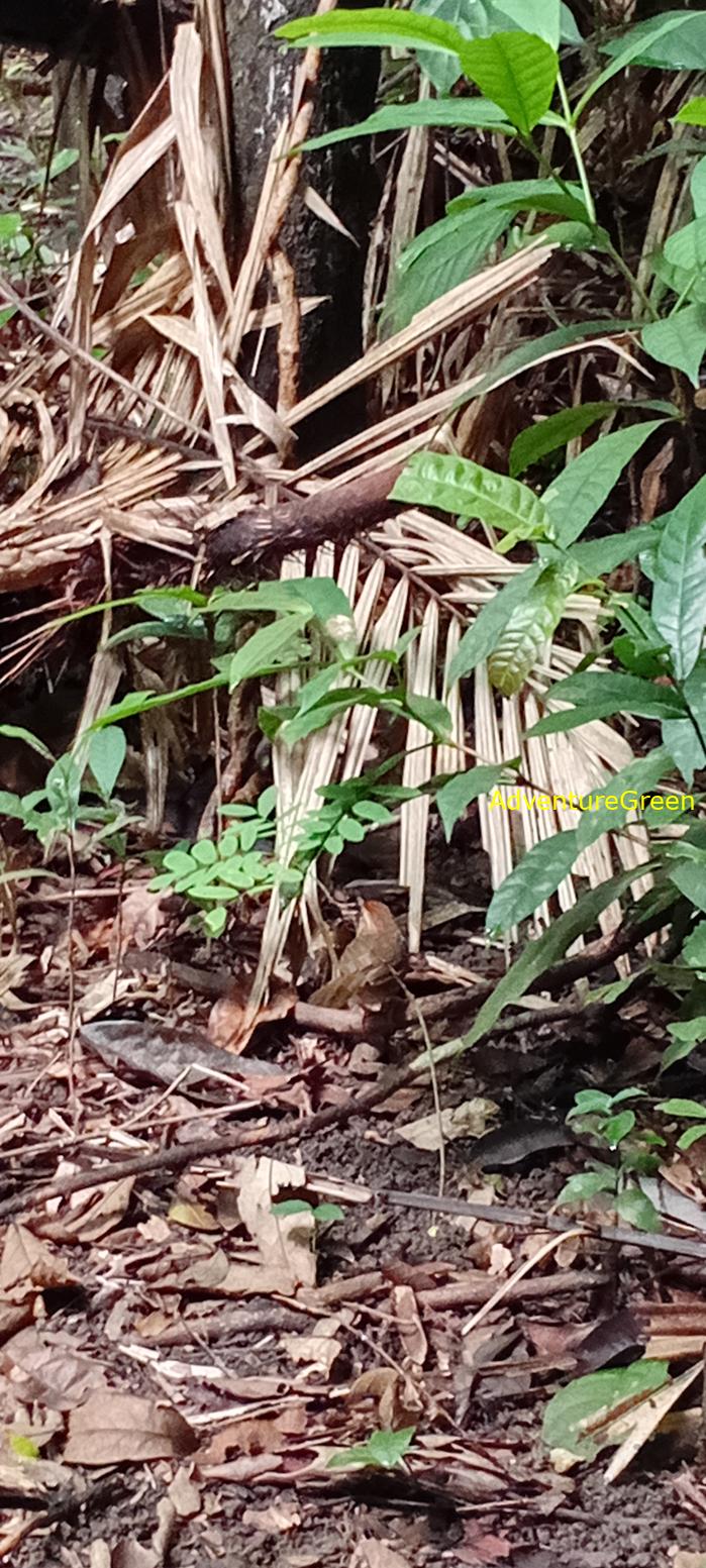 A puff-throated babbler at Cat Tien National Park, Vietnam A puff-throated babbler at Cat Tien National Park, Vietnam