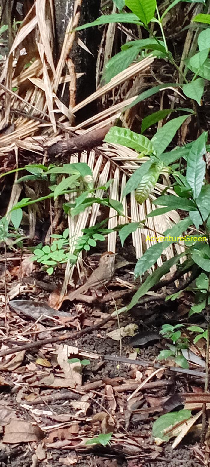 A puff-throated babbler at Cat Tien National Park, Vietnam A puff-throated babbler at Cat Tien National Park, Vietnam