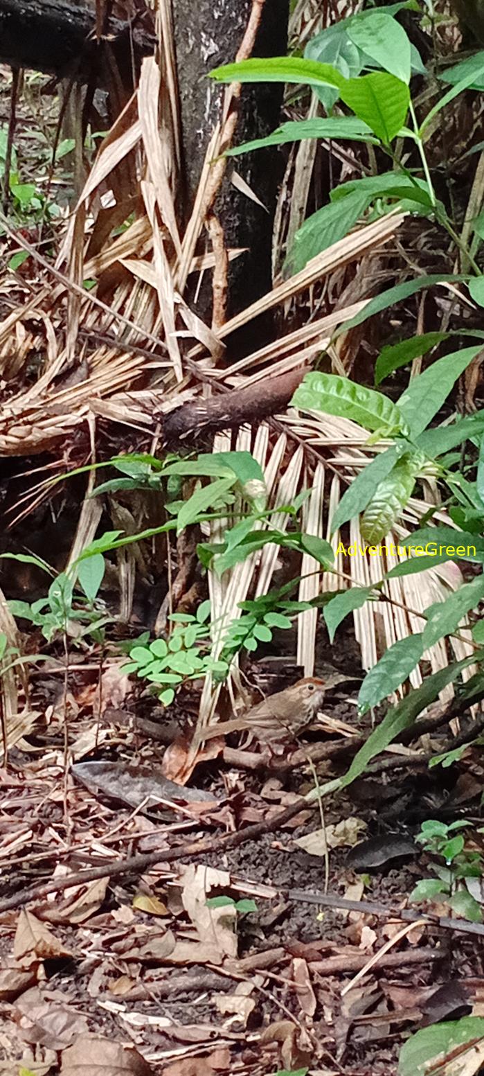 A puff-throated babbler at Cat Tien National Park, Vietnam A puff-throated babbler at Cat Tien National Park, Vietnam