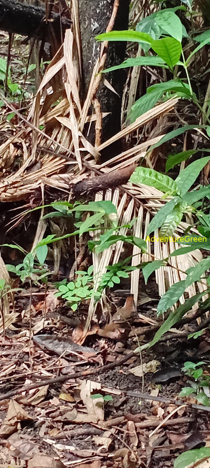 A puff-throated babbler at Cat Tien National Park, Vietnam A puff-throated babbler at Cat Tien National Park, Vietnam