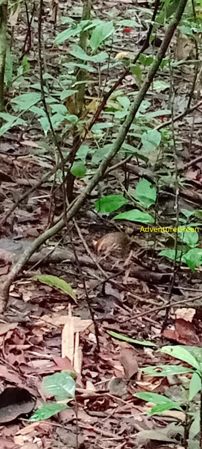 A puff-throated babbler at Cat Tien National Park, Vietnam A puff-throated babbler at Cat Tien National Park, Vietnam
