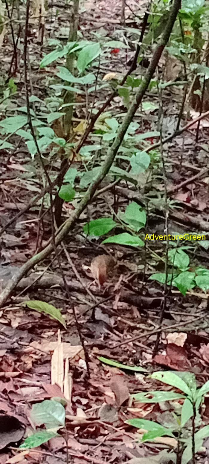 A puff-throated babbler at Cat Tien National Park, Vietnam A puff-throated babbler at Cat Tien National Park, Vietnam
