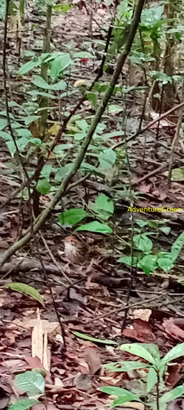 A puff-throated babbler at Cat Tien National Park, Vietnam A puff-throated babbler at Cat Tien National Park, Vietnam