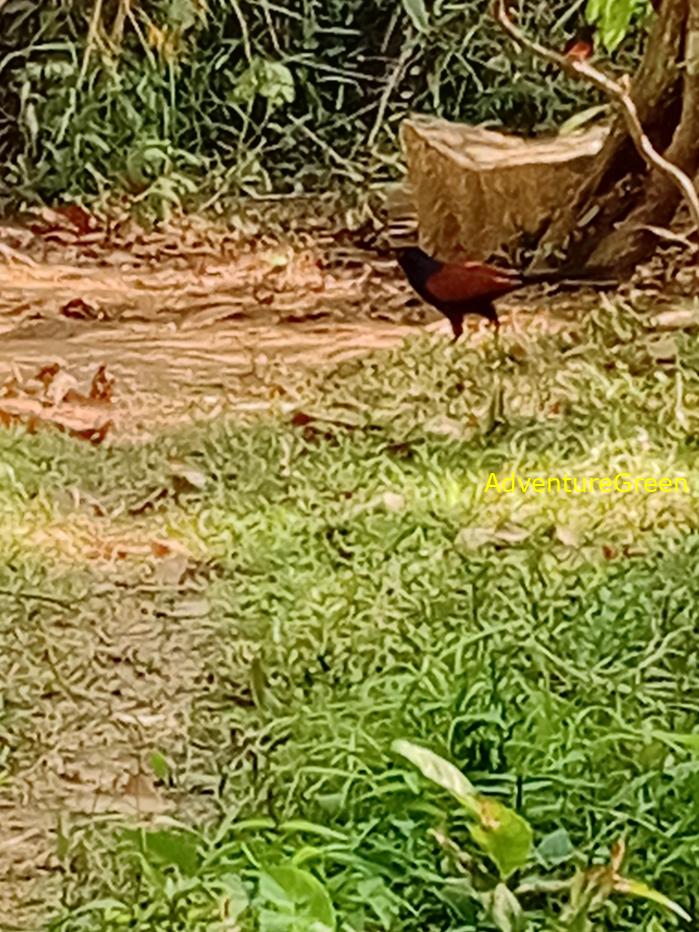Greater Coucal