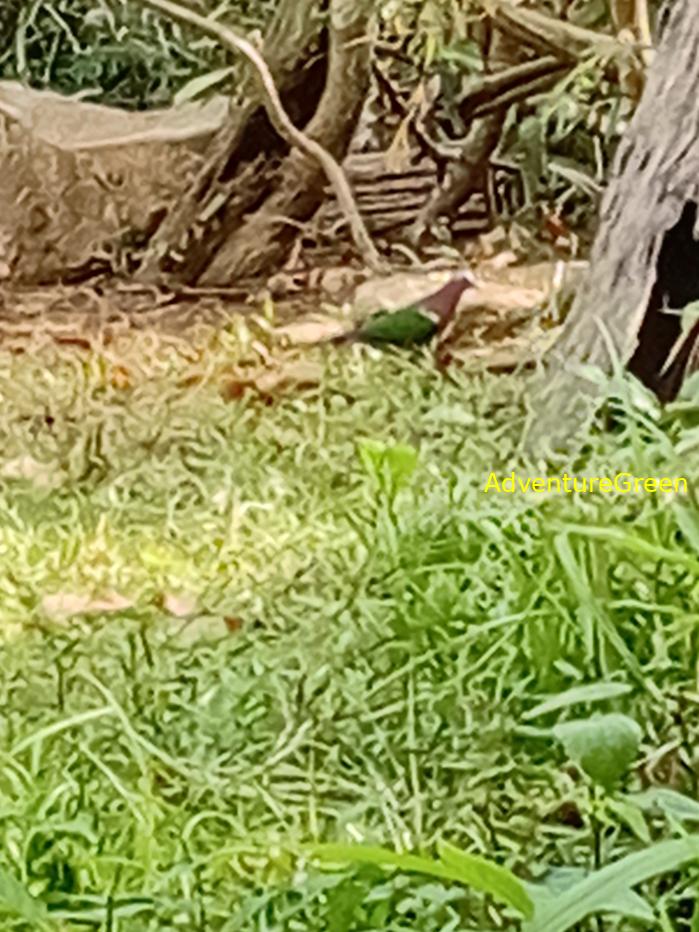 Vietnam Birding Tours, Bird Tours, Bird Watching Vietnam Vietnam Birding Tours, Bird Tours, Bird Watching Vietnam