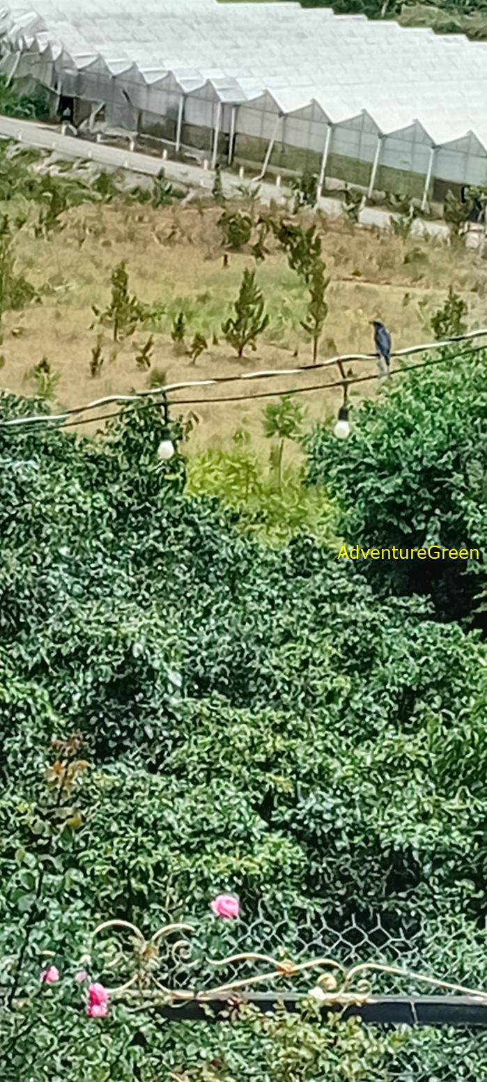 Ashy Drongo in Vietnam Ashy Drongo in Vietnam