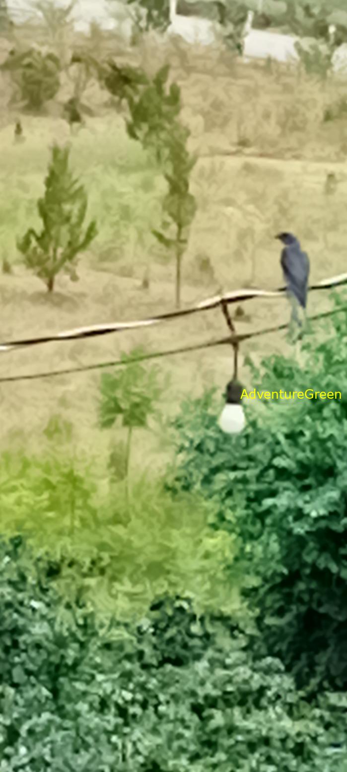 Ashy Drongo in Vietnam Ashy Drongo in Vietnam