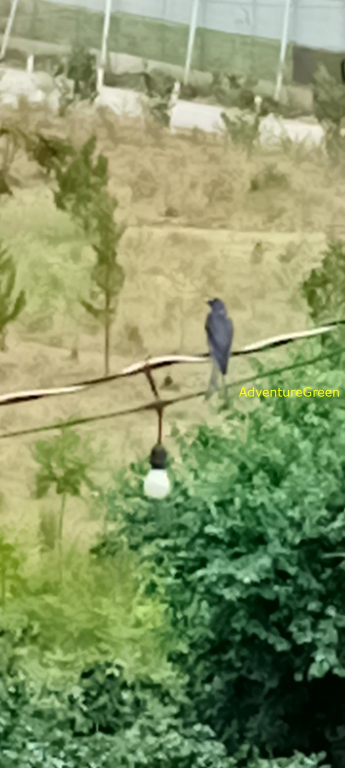 Ashy Drongo in Vietnam Ashy Drongo in Vietnam