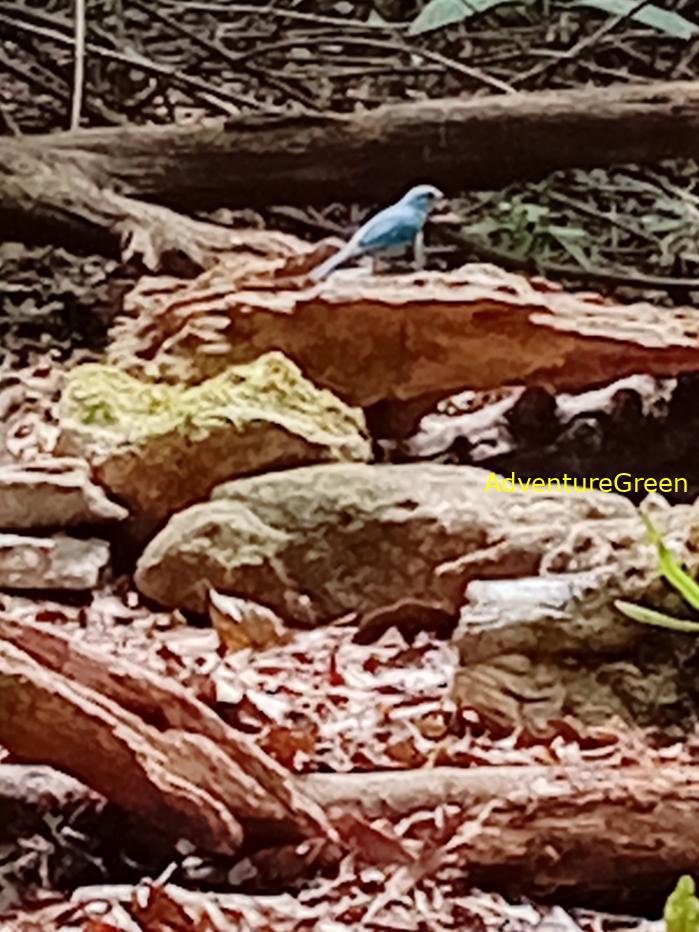 Verditer flycatcher
