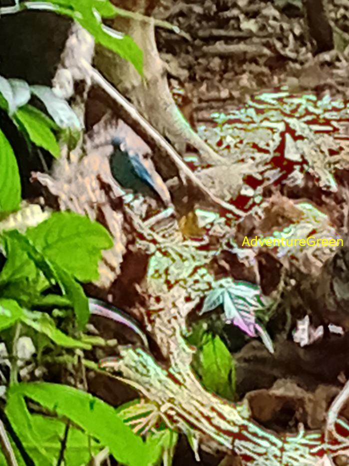 Verditer flycatcher