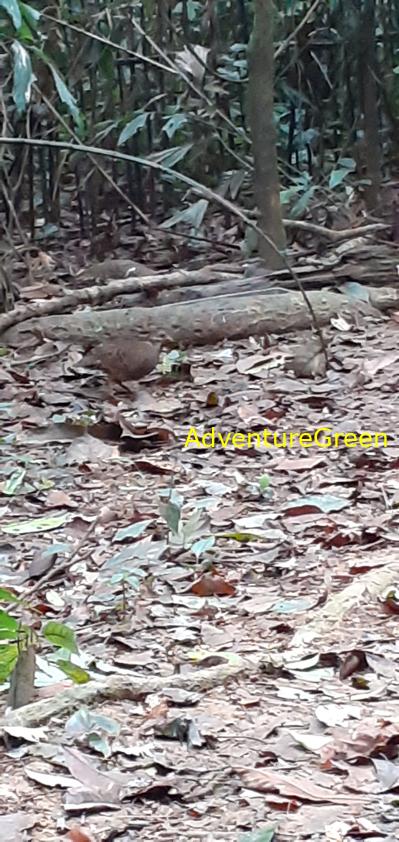 A green-legged partridge at Cuc Phuong National Park in Ninh Binh, Vietnam A green-legged partridge at Cuc Phuong National Park in Ninh Binh, Vietnam
