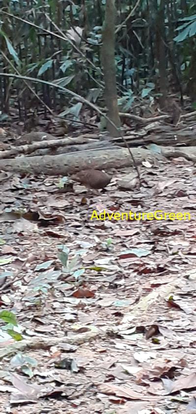 A green-legged partridge at Cuc Phuong National Park in Ninh Binh, Vietnam A green-legged partridge at Cuc Phuong National Park in Ninh Binh, Vietnam