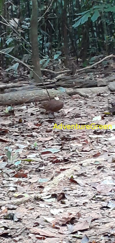 A green-legged partridge at Cuc Phuong National Park in Ninh Binh, Vietnam A green-legged partridge at Cuc Phuong National Park in Ninh Binh, Vietnam