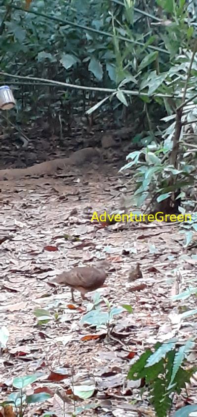A green-legged partridge at Cuc Phuong National Park in Ninh Binh, Vietnam A green-legged partridge at Cuc Phuong National Park in Ninh Binh, Vietnam