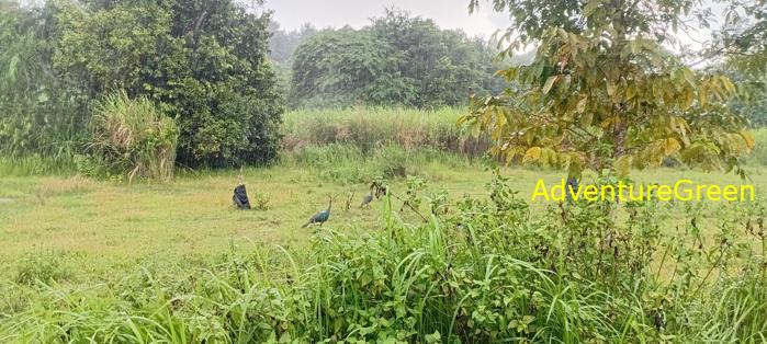 Green peafowls at Cat Tien National Park, Vietnam Green peafowls at Cat Tien National Park, Vietnam