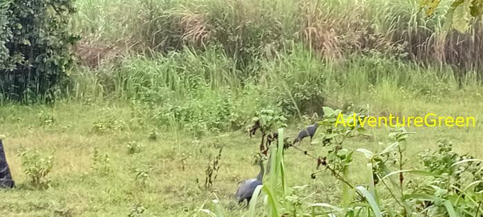 Green peafowls at Cat Tien National Park, Vietnam Green peafowls at Cat Tien National Park, Vietnam