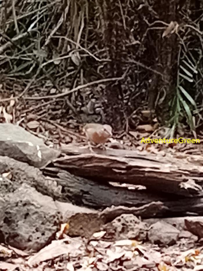 Blue-rumped pitta
