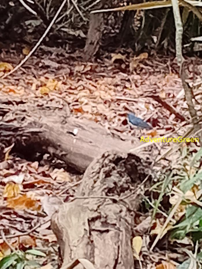 Siberian blue robin Siberian blue robin