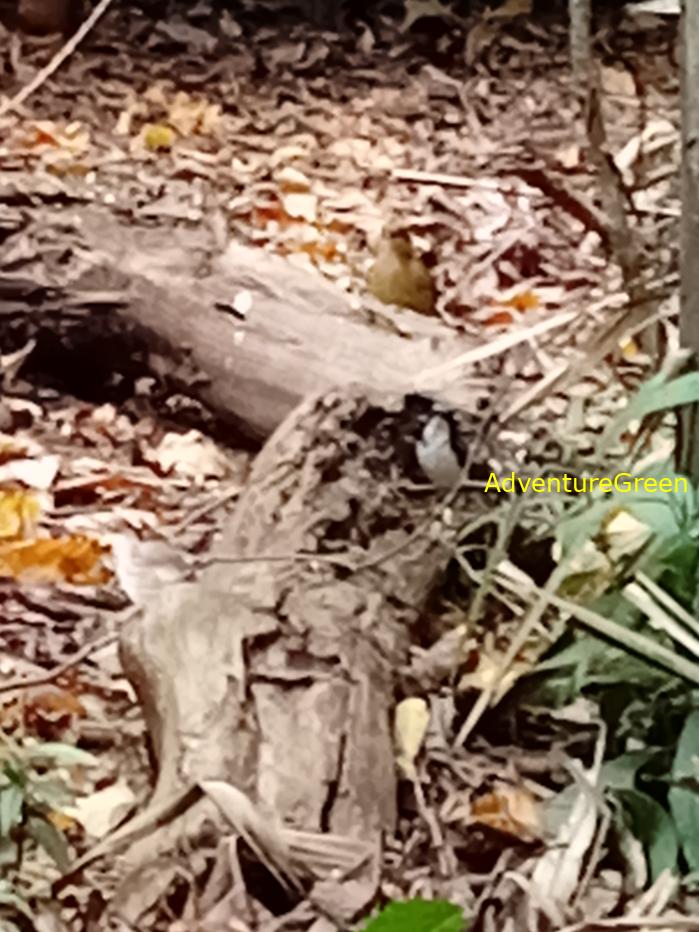 Siberian blue robin Siberian blue robin