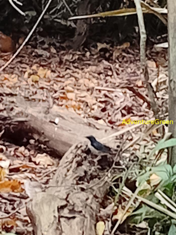 Siberian blue robin Siberian blue robin