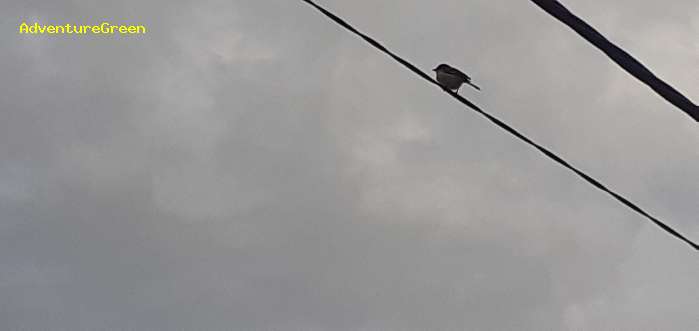 A rufous-backed sibia in on a power wire in Di Linh Vietnam