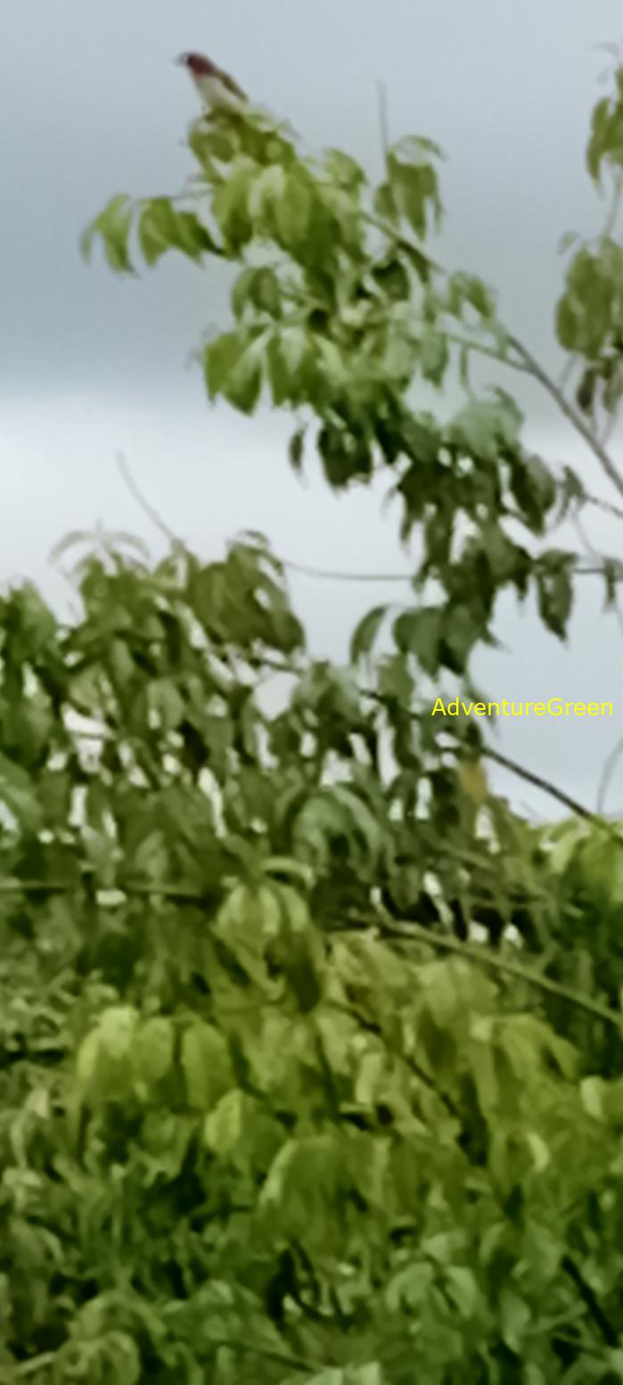 Tiger Shrike in Vietnam Tiger Shrike in Vietnam