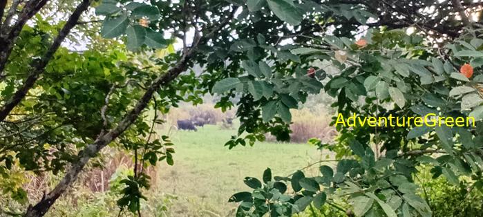 Vietnam Wildlife Tours: Gaurs at Nam Cat Tien National Park Vietnam Vietnam Wildlife Tours: Gaurs at Nam Cat Tien National Park Vietnam