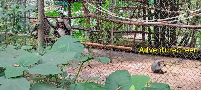 Black-shanked douc at Cuc Phuong National Park Vietnam Black-shanked douc at Cuc Phuong National Park Vietnam
