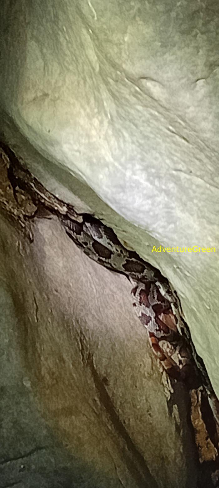 A flower snake at Cuc Phuong National Park, Vietnam A flower snake at Cuc Phuong National Park, Vietnam