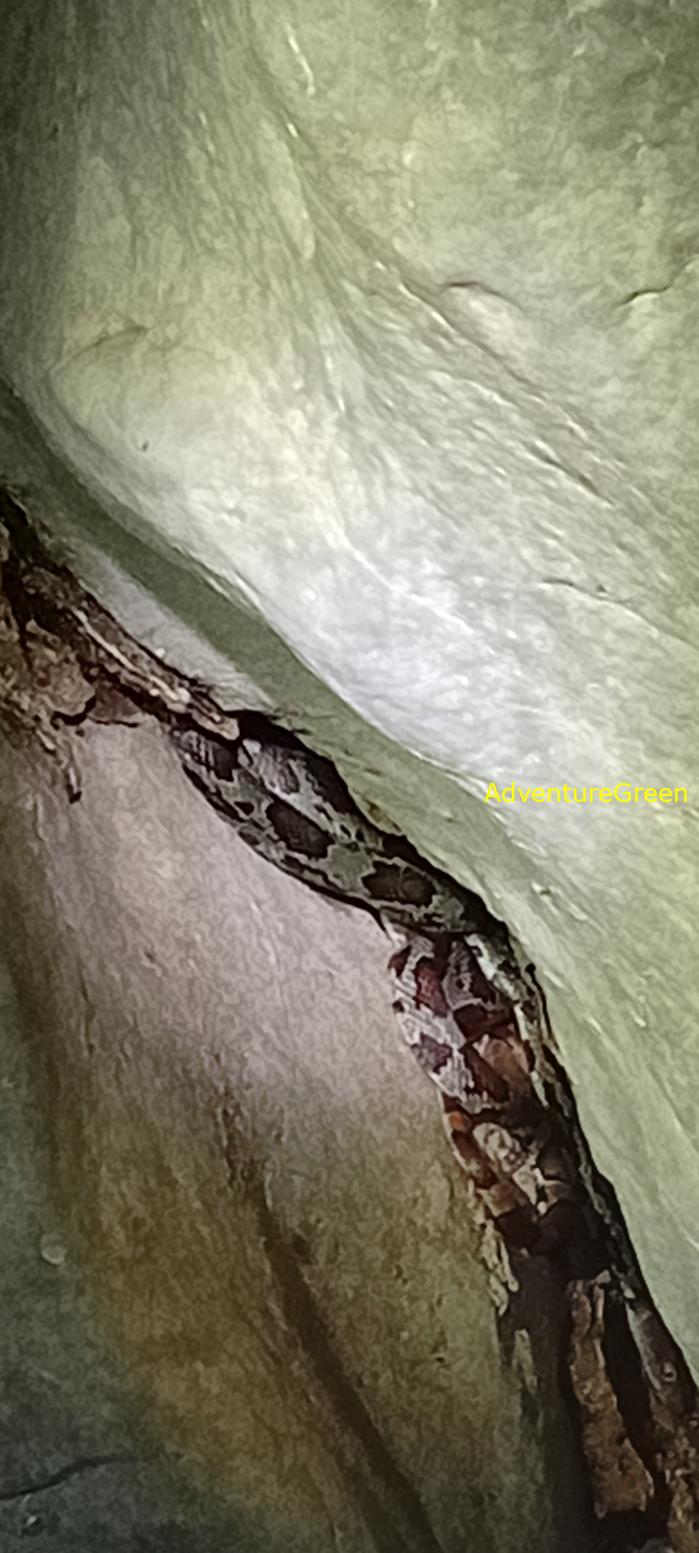 A flower snake at Cuc Phuong National Park, Vietnam A flower snake at Cuc Phuong National Park, Vietnam