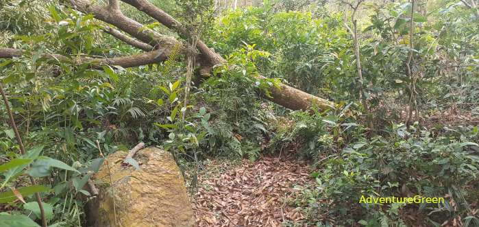 A big timber tree uprooted