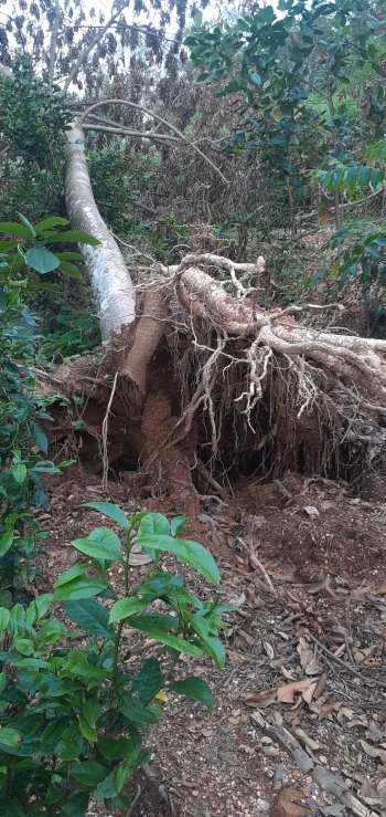 Falled trees on a treking trail in Vietnam after Yagi