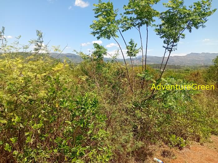 Travel guide to Dien Bien Phu Vietnam Travel guide to Dien Bien Phu Vietnam