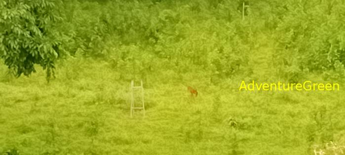 Wildlife Tour and Bird Watching at Cat Tien National Park
