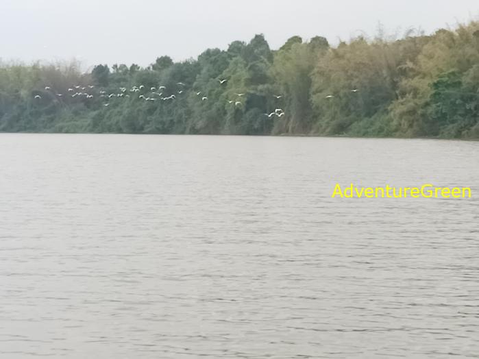Birdwatching on the Dong Nai River in southern Vietnam