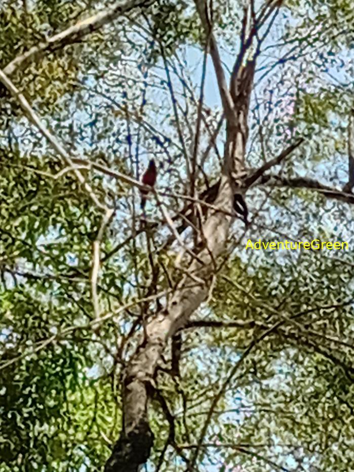 Black-and-Red Broadbill