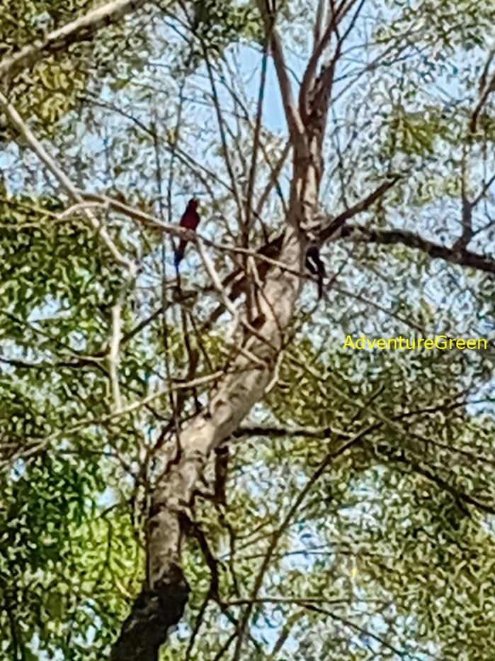 Black-and-Red Broadbill