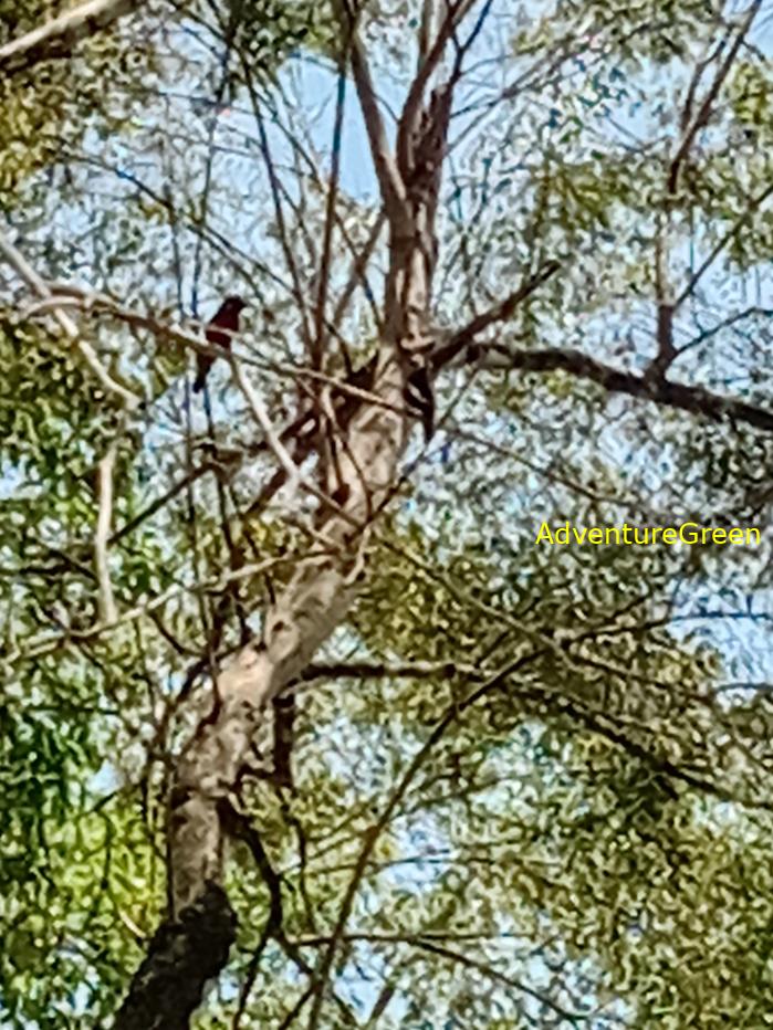 Black-and-Red Broadbill