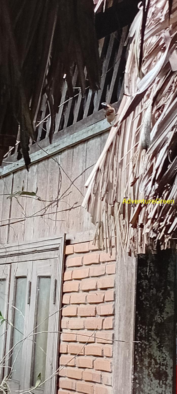 A white-rumped munia at the Cat Tien National Park