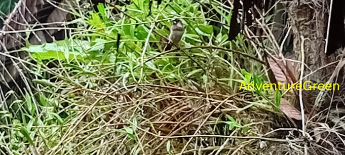 A white-rumped munia at the Cat Tien National Park